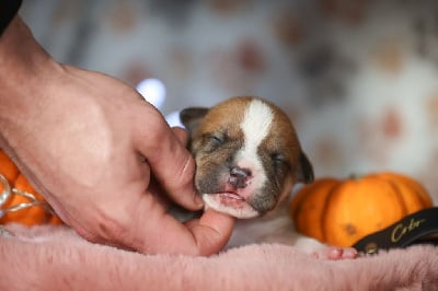 Les chiots de American Staffordshire Terrier