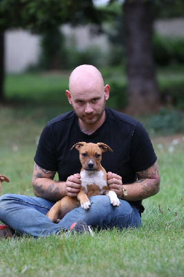 Les chiots de American Staffordshire Terrier