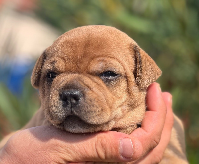 Les chiots de Staffordshire Bull Terrier