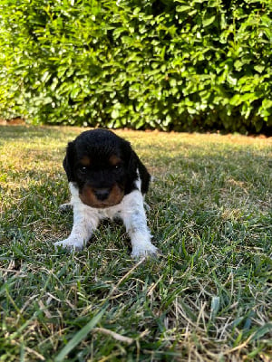 Les chiots de Epagneul Breton