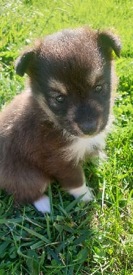 Les chiots de Shetland Sheepdog