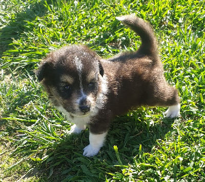 Les chiots de Shetland Sheepdog