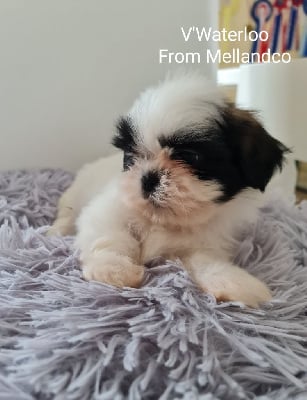 V'Waterloo - Shih Tzu