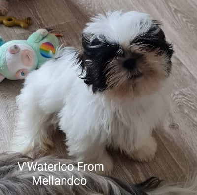 V'Waterloo - Shih Tzu