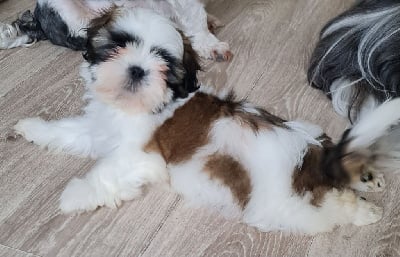 V'Windsor - Shih Tzu