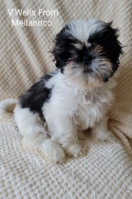 Les chiots de Shih Tzu