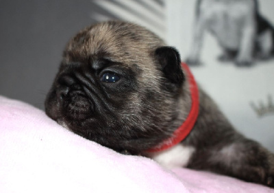 Les chiots de Bouledogue français