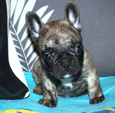 Les chiots de Bouledogue français