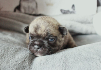 Les chiots de Bouledogue français