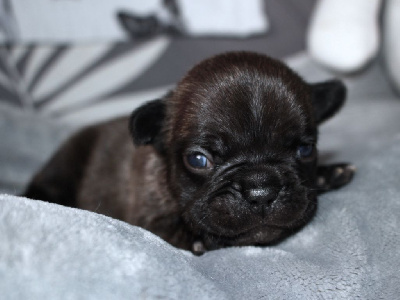 Les chiots de Bouledogue français