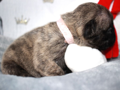 Les chiots de Bouledogue français