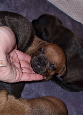 Les chiots de Staffordshire Bull Terrier