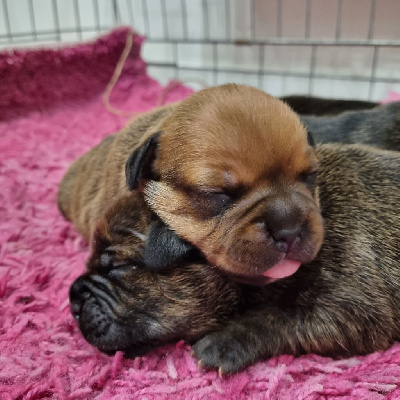 Les chiots de Staffordshire Bull Terrier