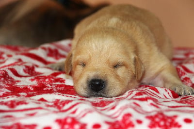 Les chiots de Labrador Retriever