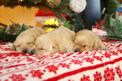 Les chiots de Labrador Retriever