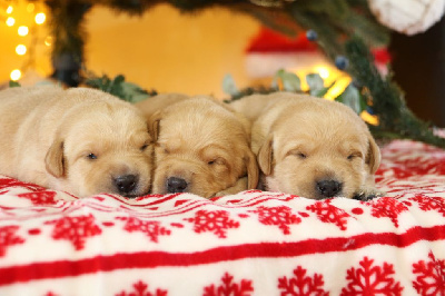 Les chiots de Labrador Retriever