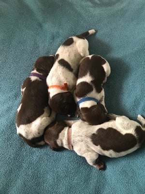 Les chiots de Braque allemand à poil court