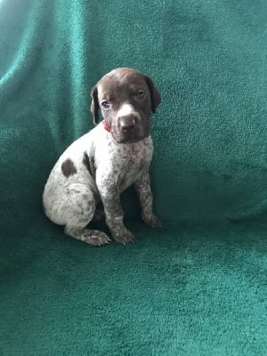 Les chiots de Braque allemand à poil court