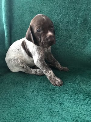 Les chiots de Braque allemand à poil court