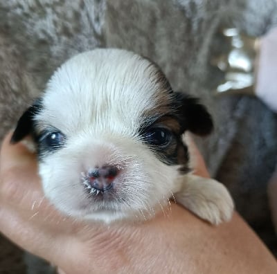 Les chiots de Shih Tzu