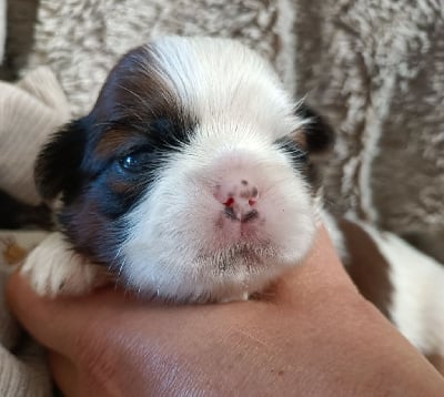 Les chiots de Shih Tzu