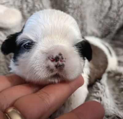 Les chiots de Shih Tzu