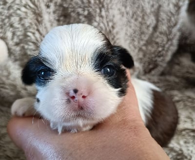 Les chiots de Shih Tzu