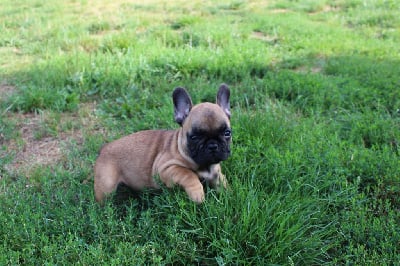 Les chiots de Bouledogue français