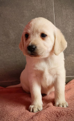 Les chiots de Labrador Retriever