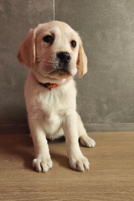 Les chiots de Labrador Retriever