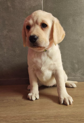 Les chiots de Labrador Retriever