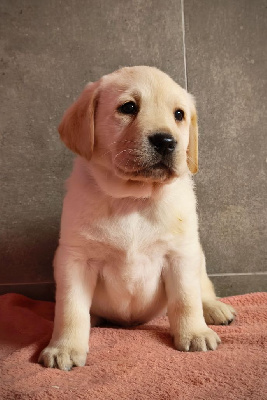 Les chiots de Labrador Retriever