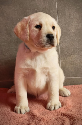 Les chiots de Labrador Retriever