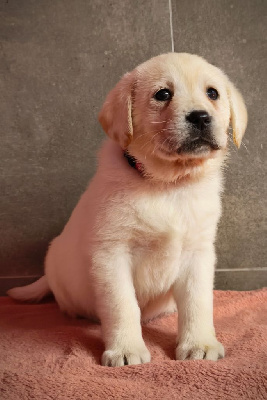 Les chiots de Labrador Retriever