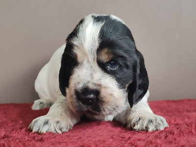 Les chiots de Cocker Spaniel Anglais