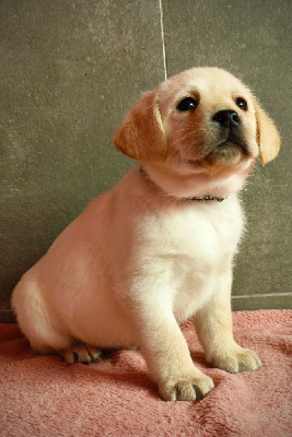 Les chiots de Labrador Retriever