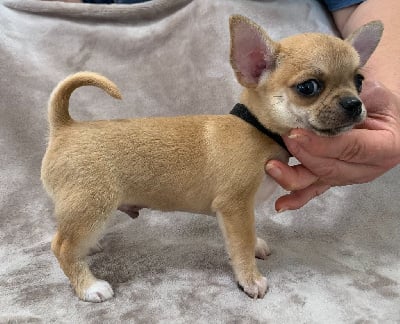 Les chiots de Chihuahua