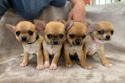 Les chiots de Chihuahua