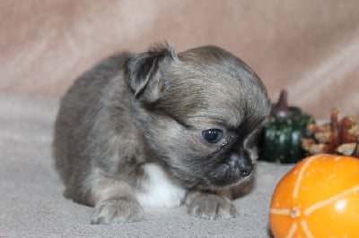 Les chiots de Chihuahua