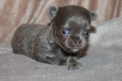 CHIOT 1 - Chihuahua