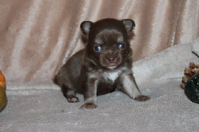 Les chiots de Chihuahua