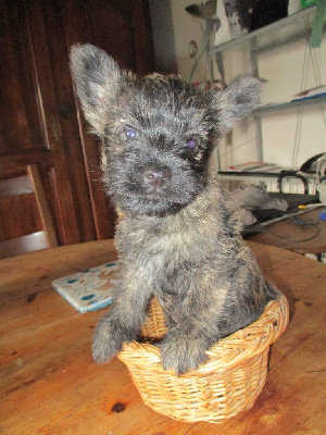 Les chiots de Cairn Terrier