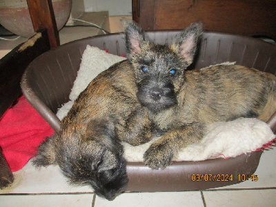 Les chiots de Cairn Terrier