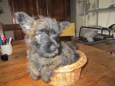 Les chiots de Cairn Terrier