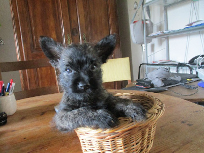 Les chiots de Cairn Terrier