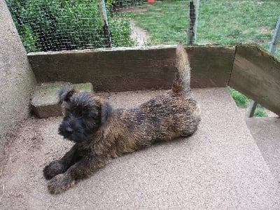 Les chiots de Cairn Terrier