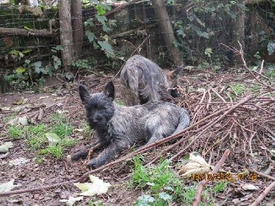 Volcan - Cairn Terrier