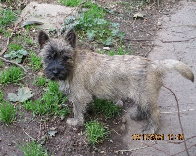 Van - Cairn Terrier