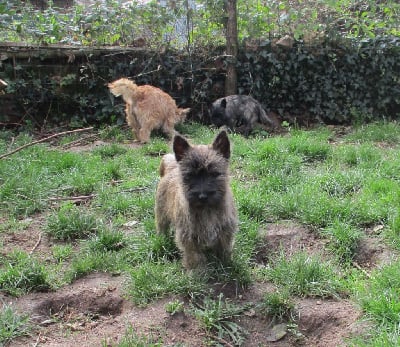 Vizzir - Cairn Terrier