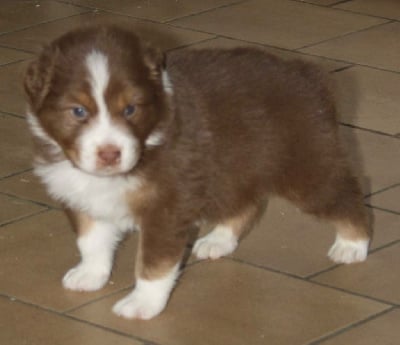 Les chiots de Berger Australien